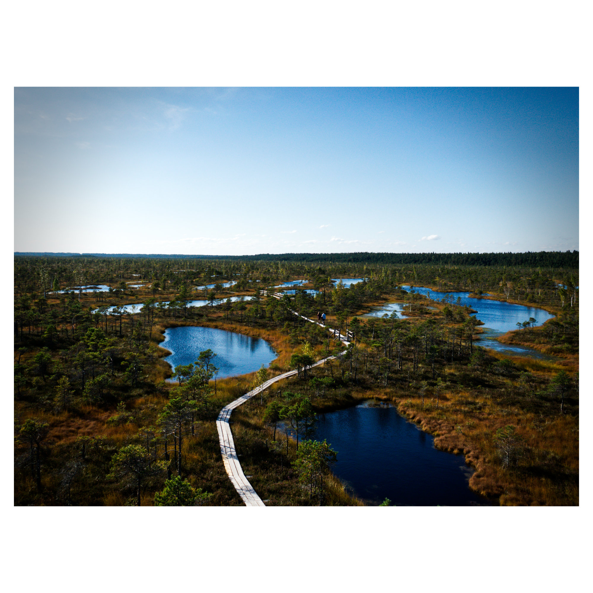 Latvian Swamps